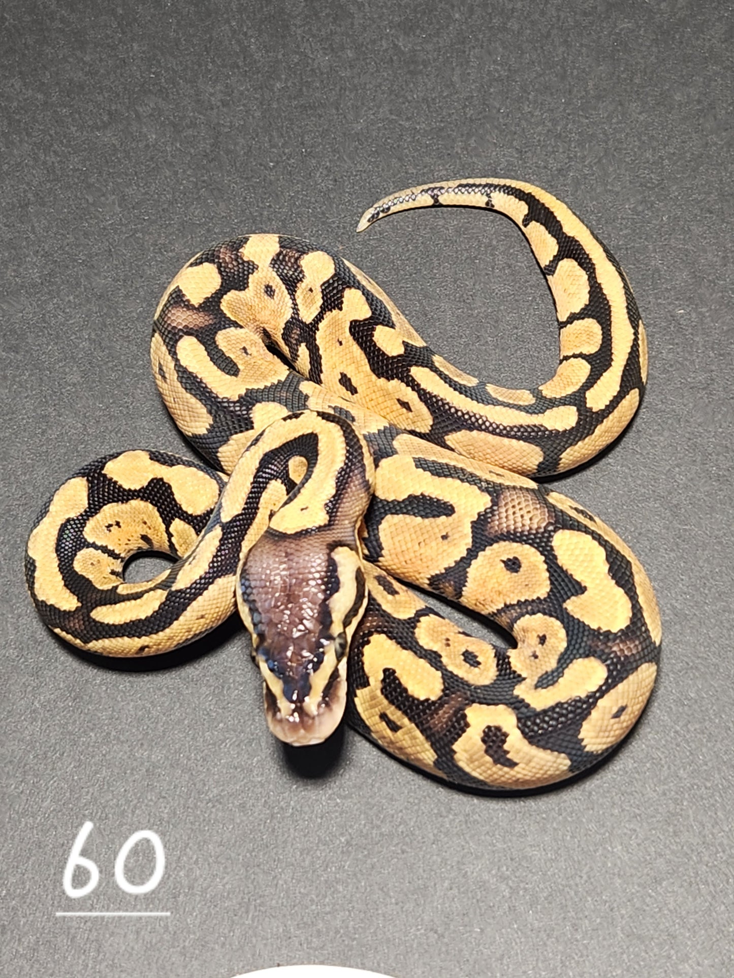 Female pastel specter het pied #60