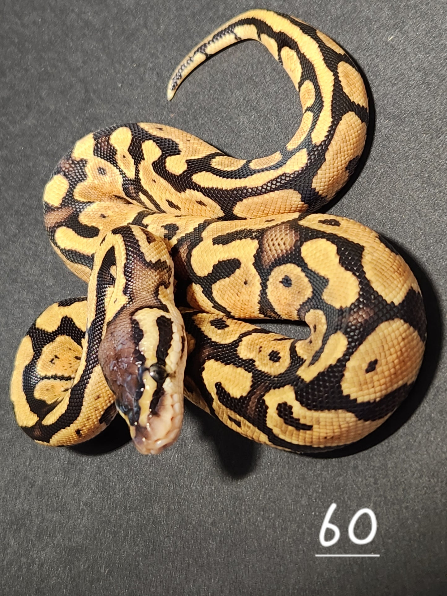 Female pastel specter het pied #60