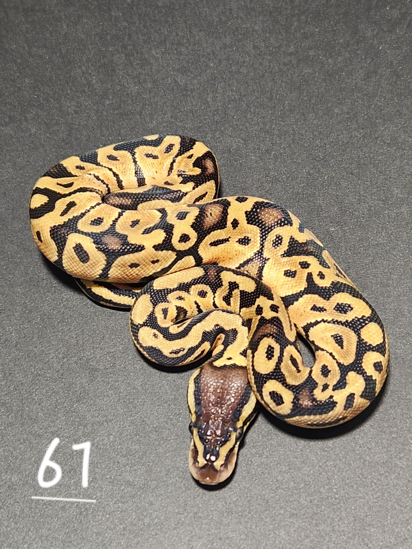 Female Pastel specter het pied #61