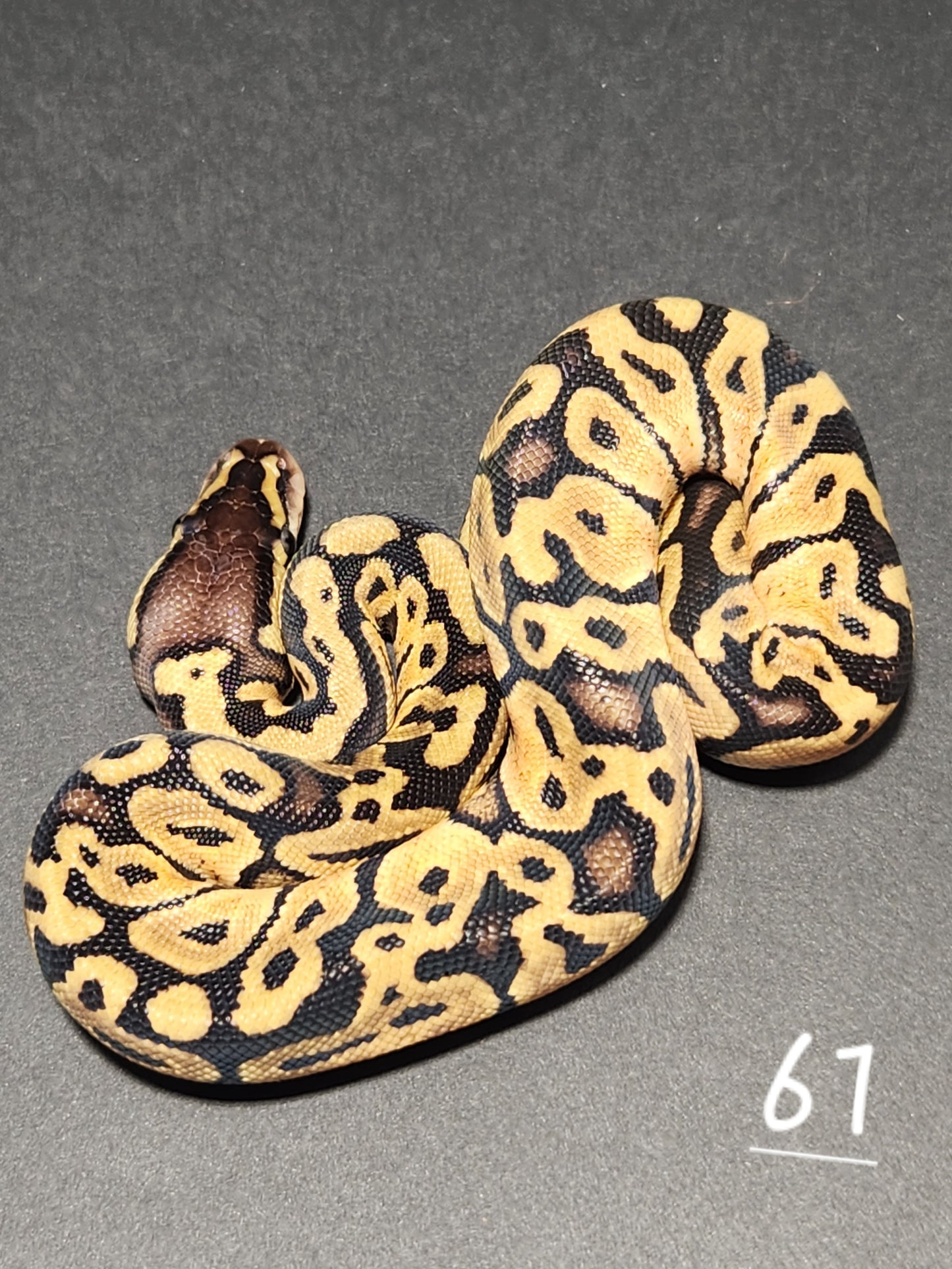 Female Pastel specter het pied #61