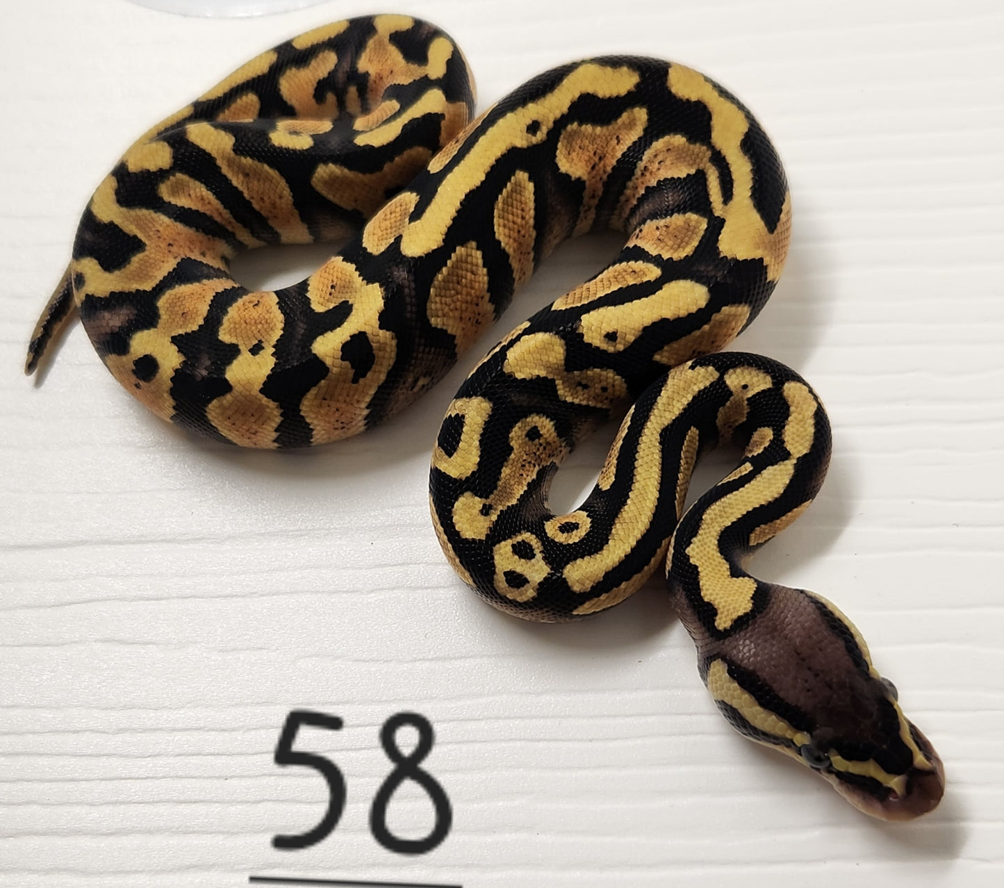 Female pastel  hgw yellow belly #58