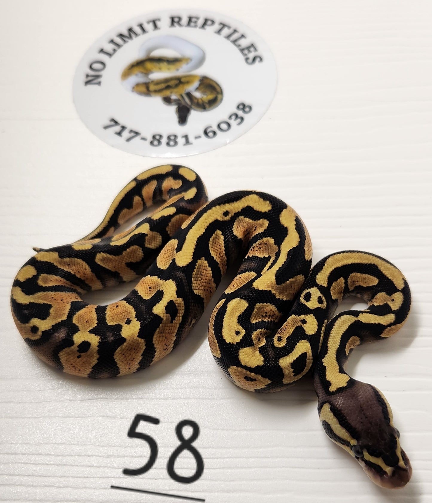 Female pastel  hgw yellow belly #58