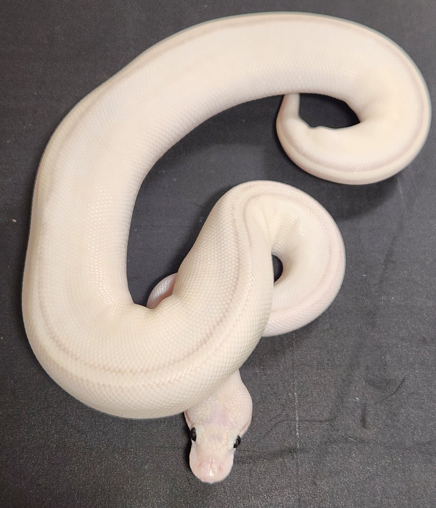 Female puma pastel butter