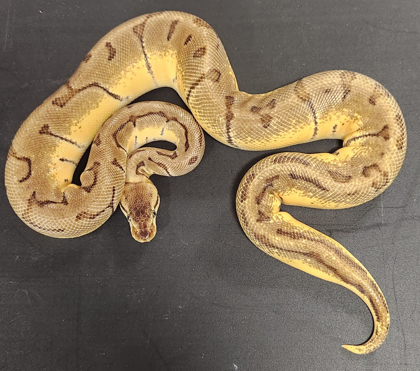 Lemon blast enchi female