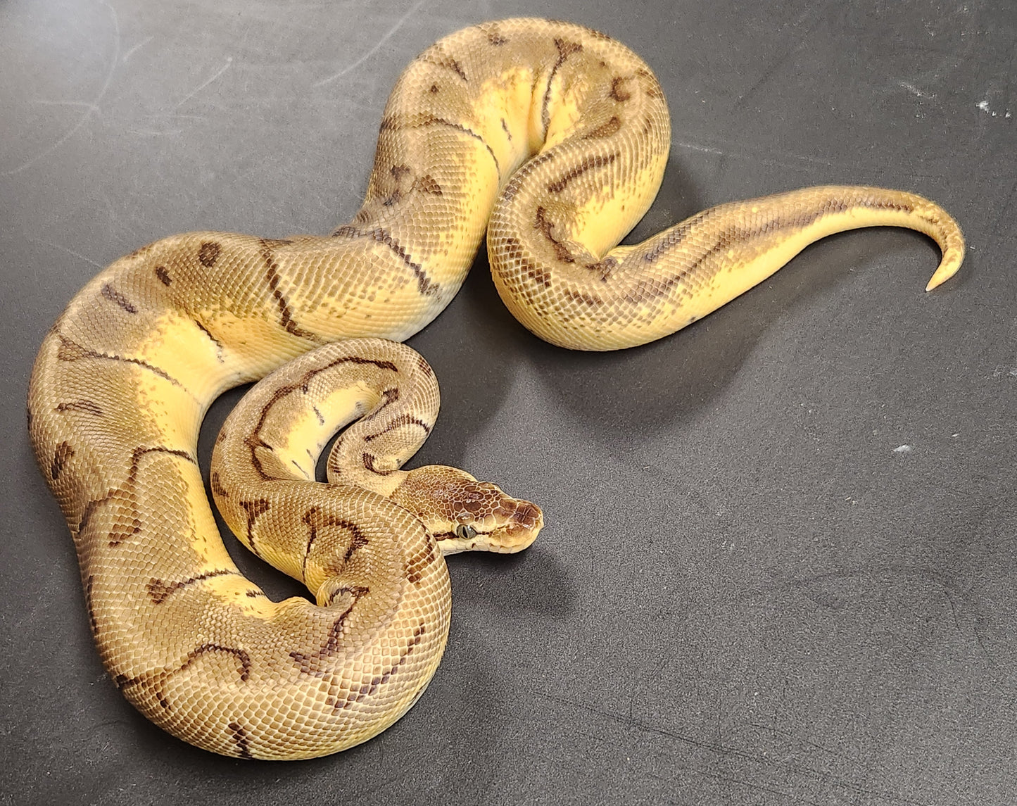 Lemon blast enchi female