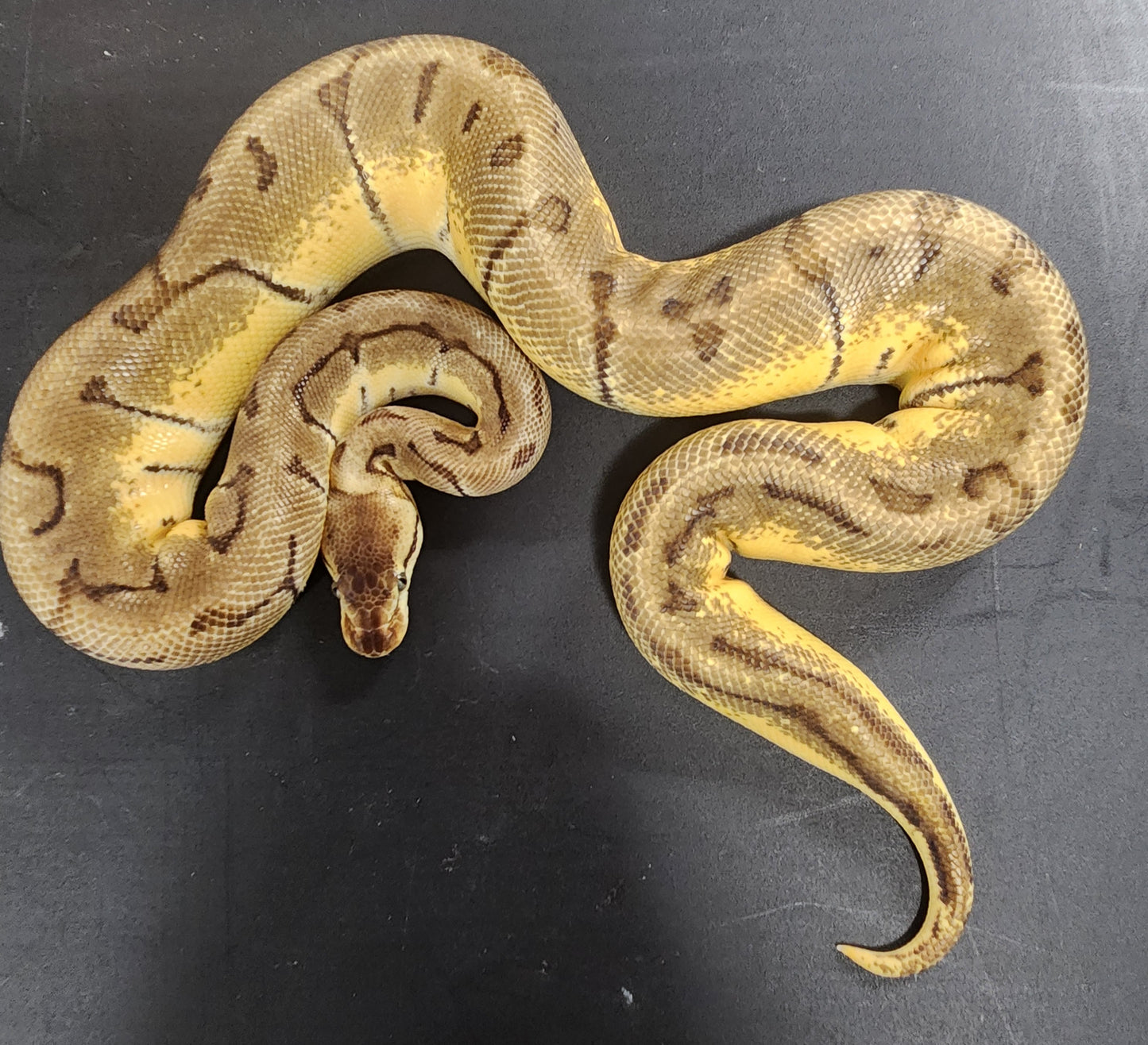 Lemon blast enchi female