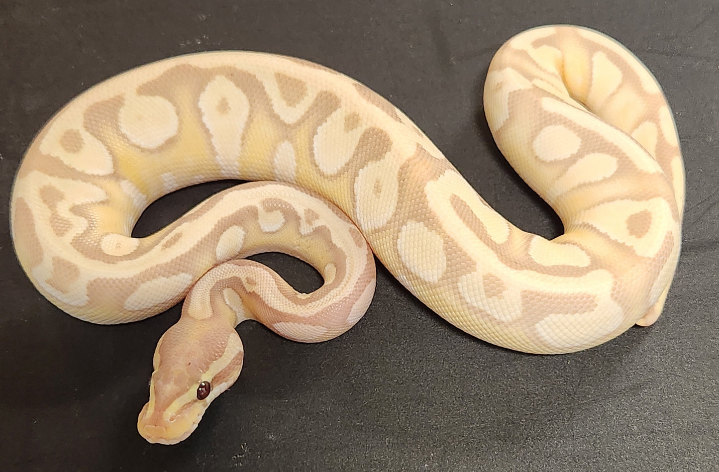 Female banana enchi Mojave