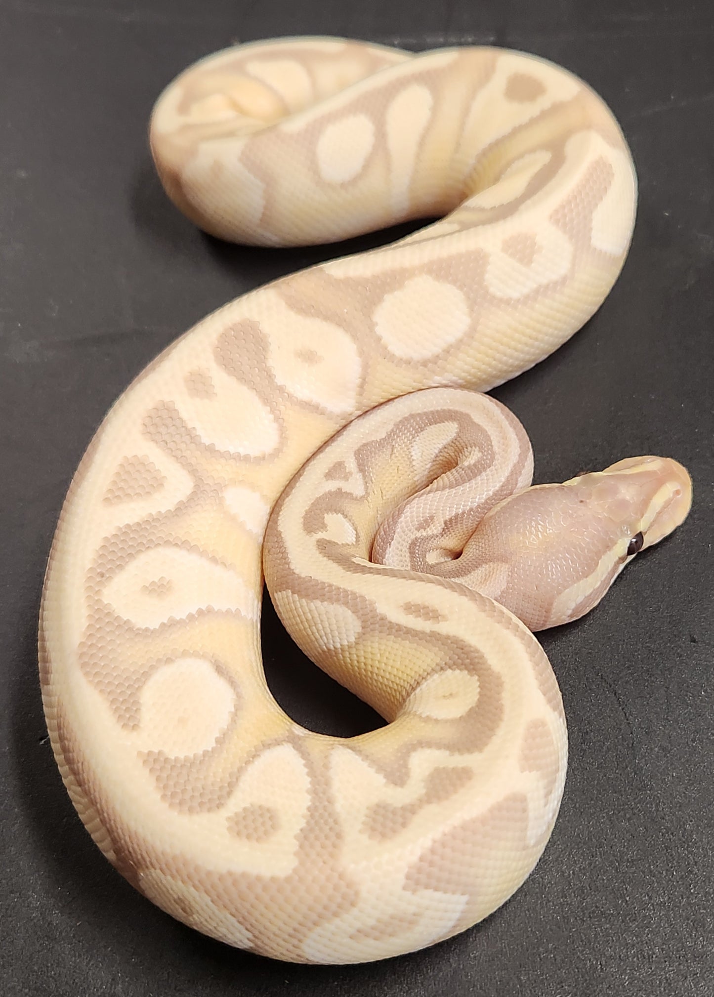 Female banana enchi Mojave