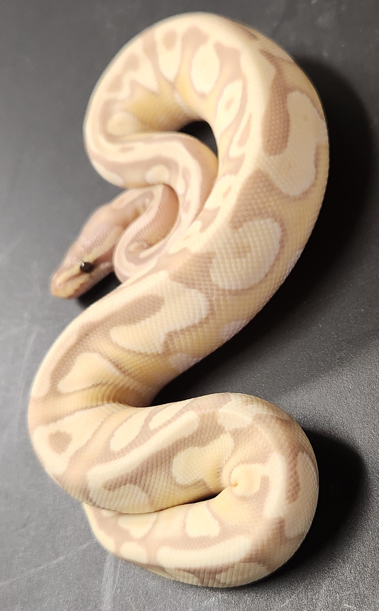 Female banana enchi Mojave