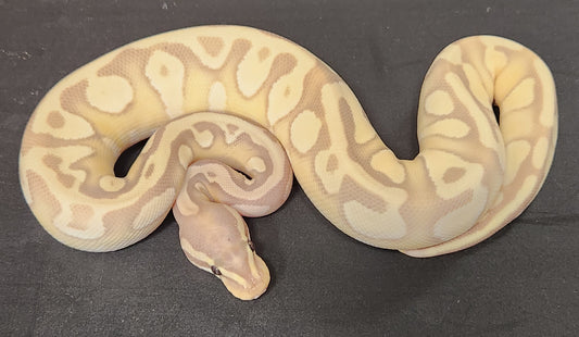 Female banana enchi Mojave