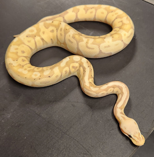 Female super pastel banana