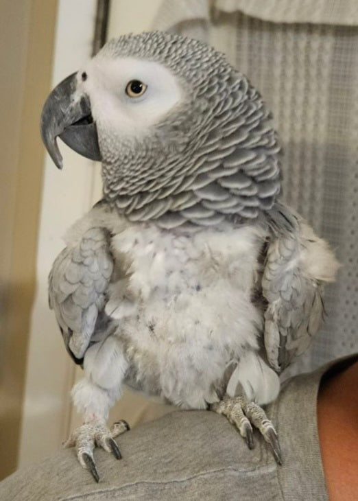 Male African gray