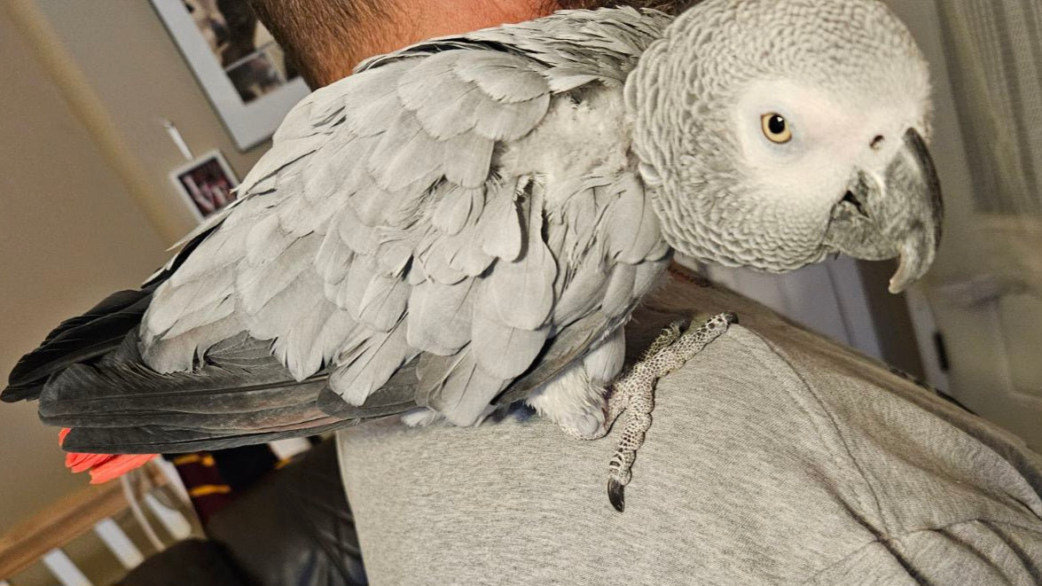 Male African gray