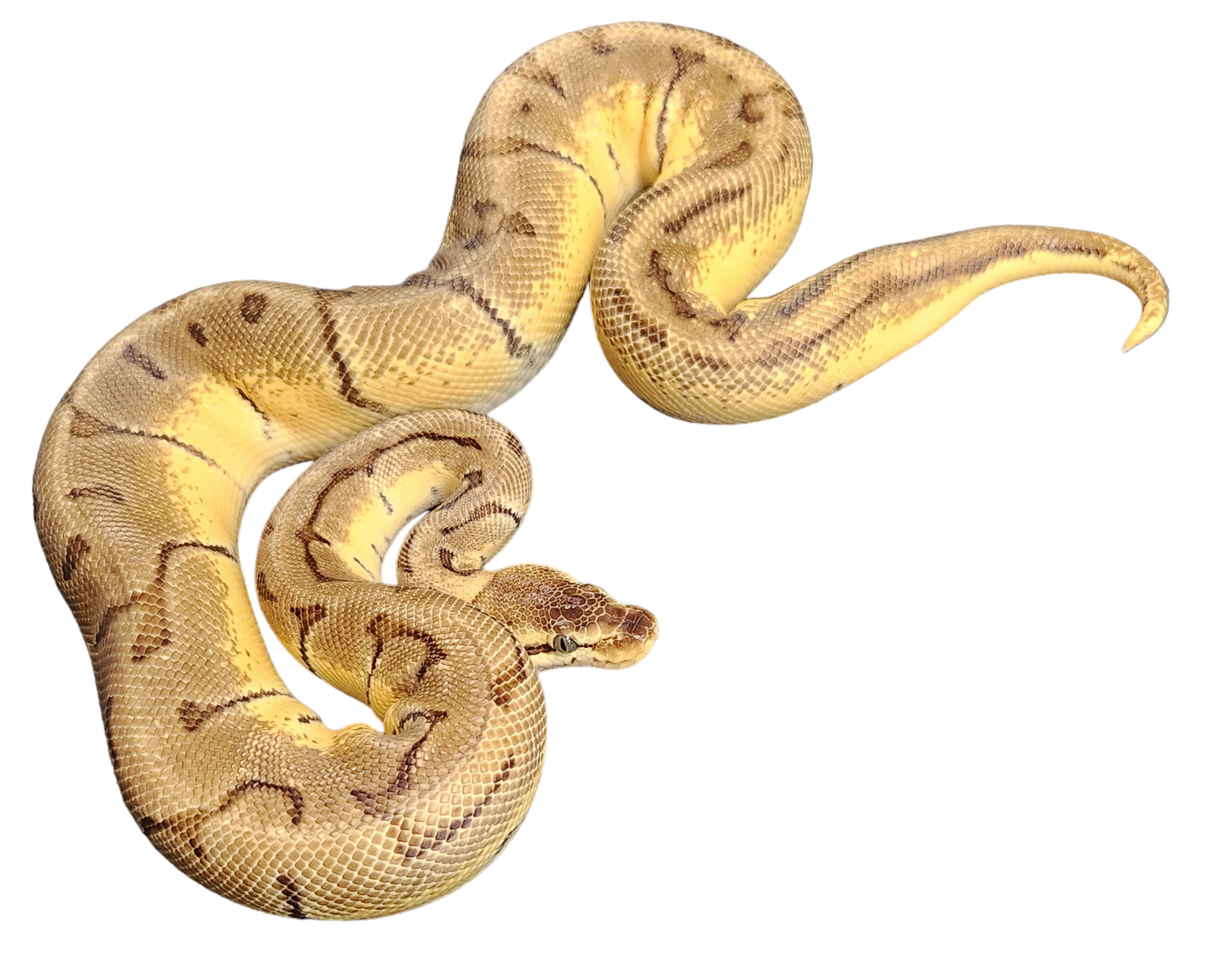 Lemon blast enchi female