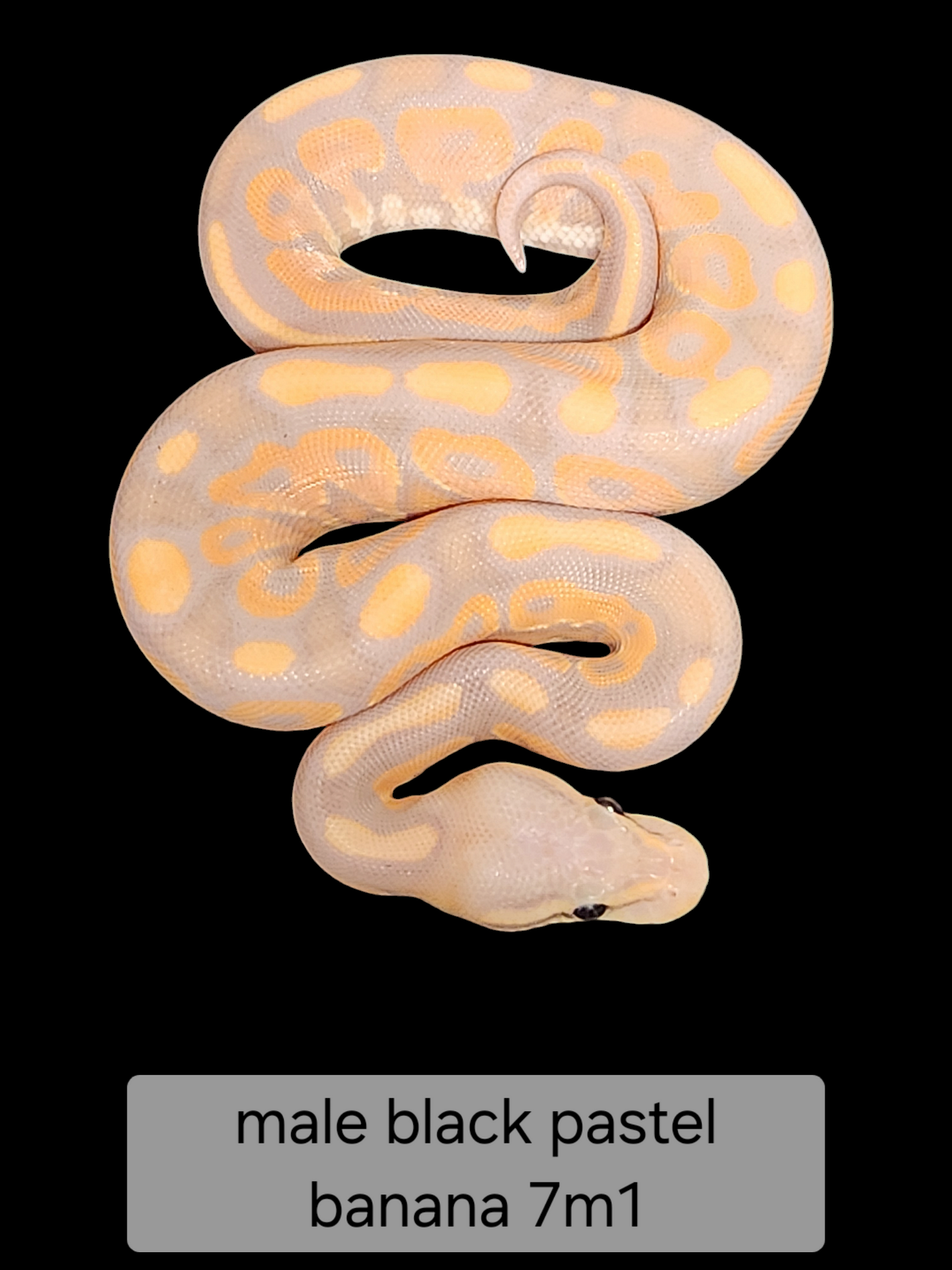 Black pastel banana male