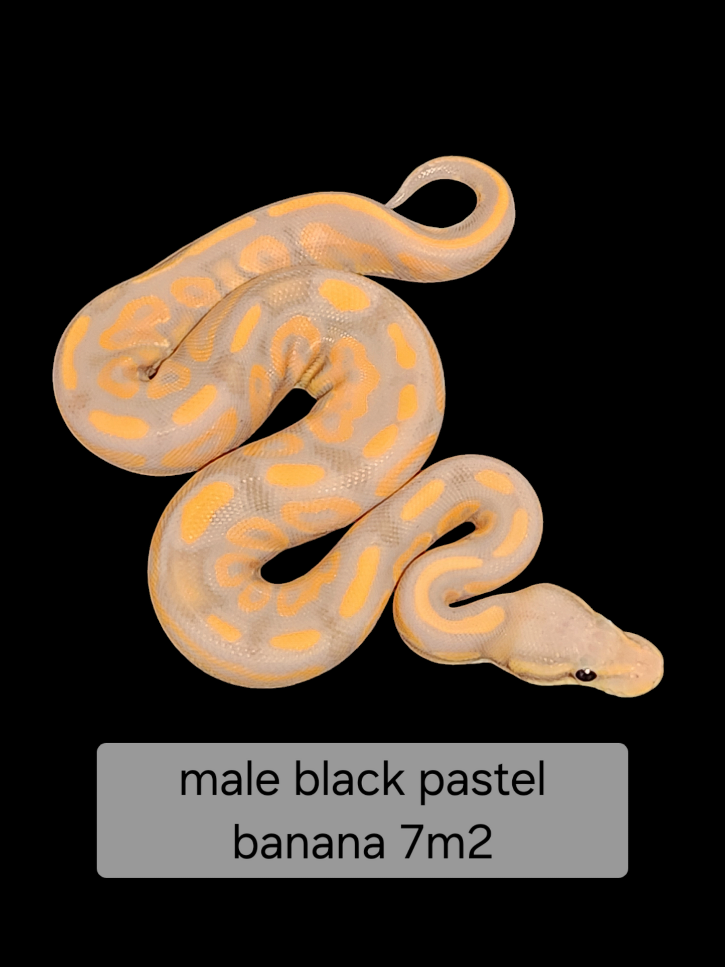 Black pastel banana