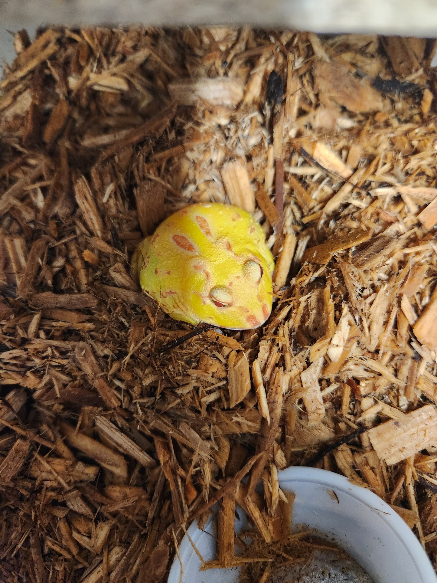 Albino pacman frogs