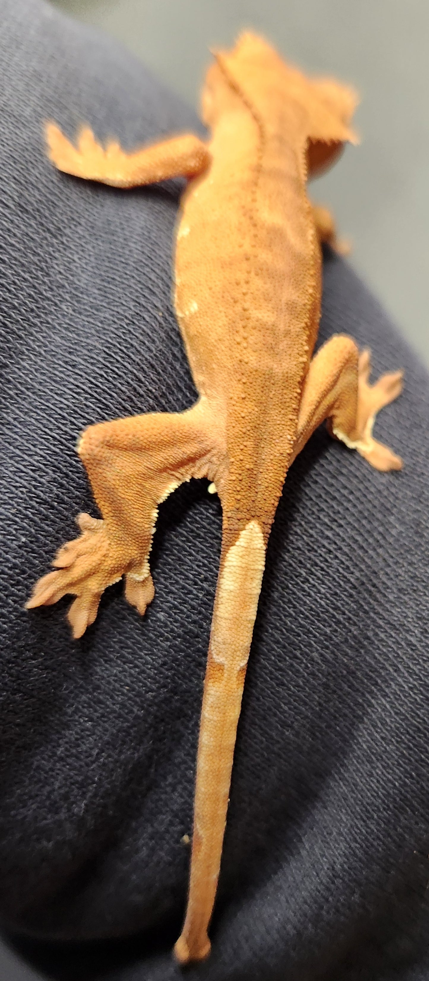 Baby red phantom crested geckos