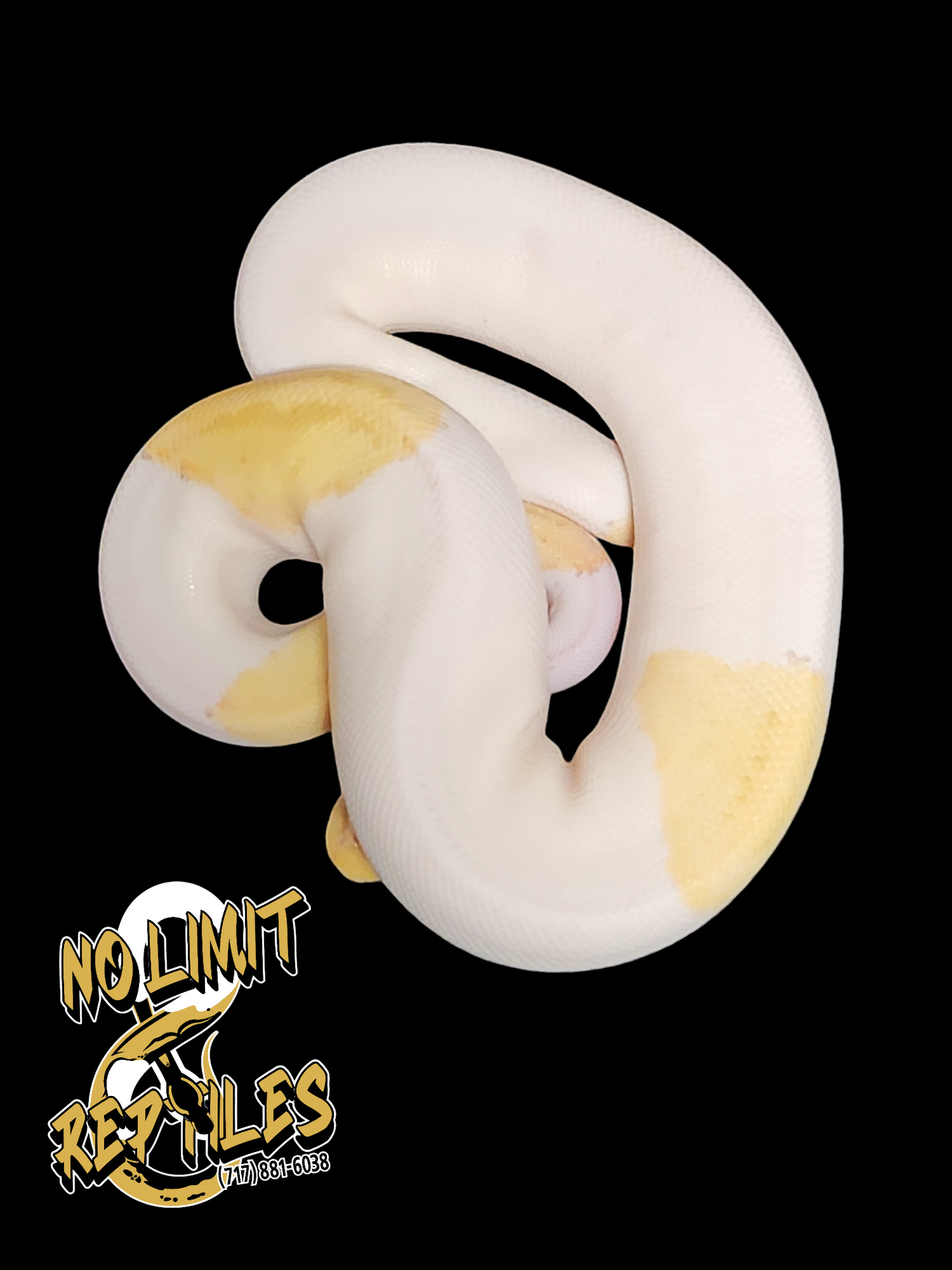 Female pastel banana pied