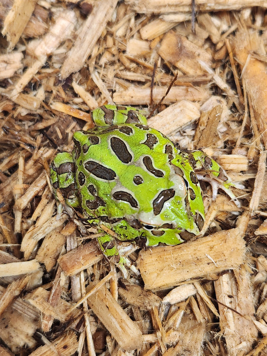 Green pacman frogs