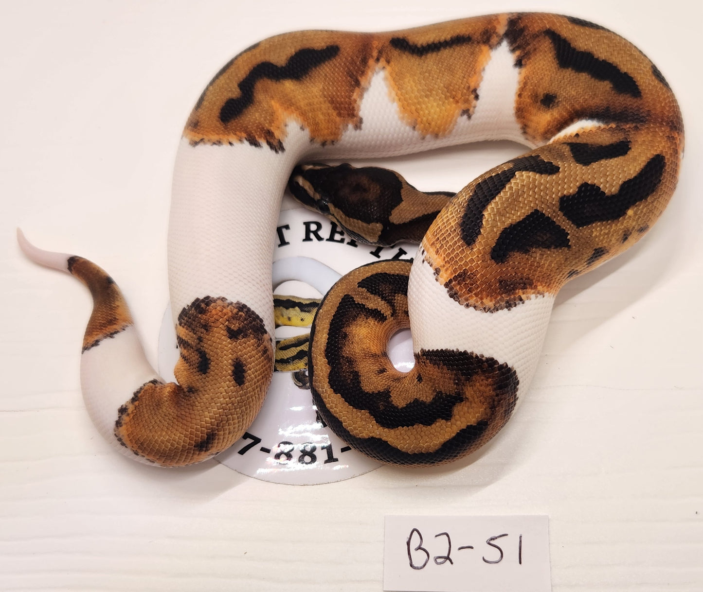 Female pied het vpi het albino b2-51