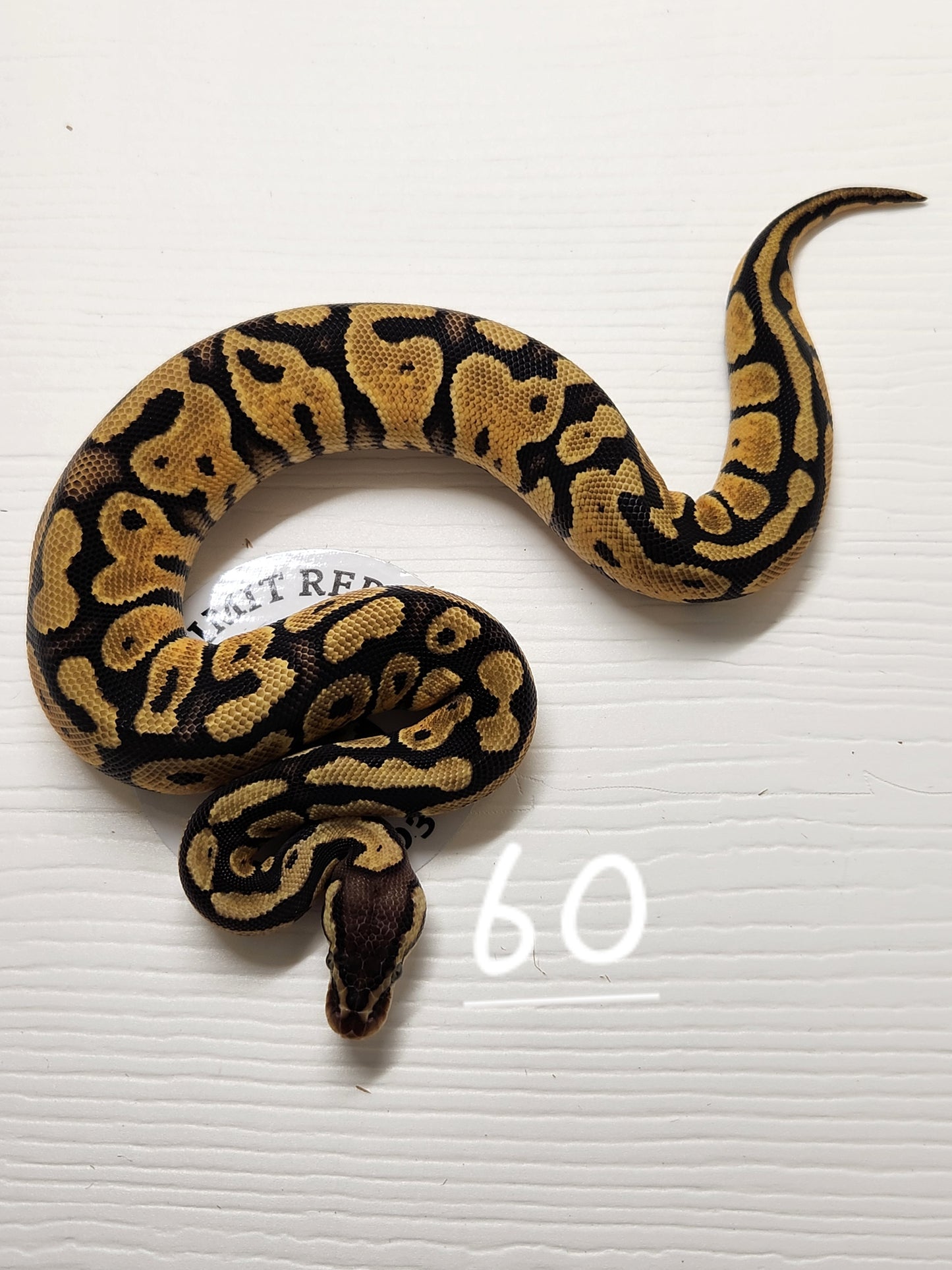 Female pastel specter het pied #60