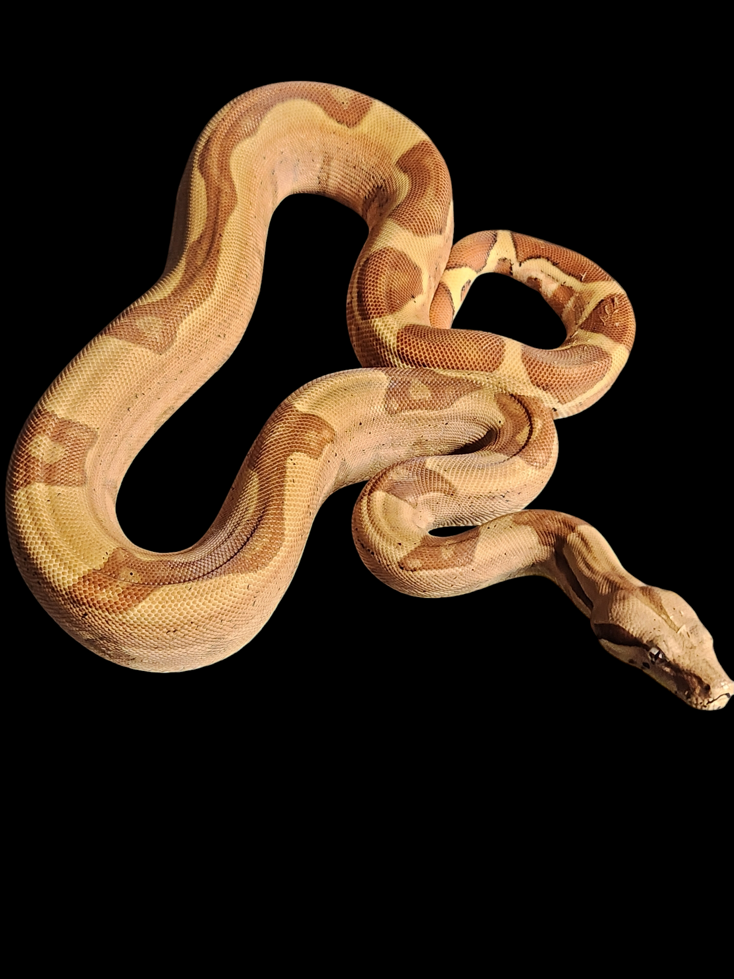 Hypo male!!