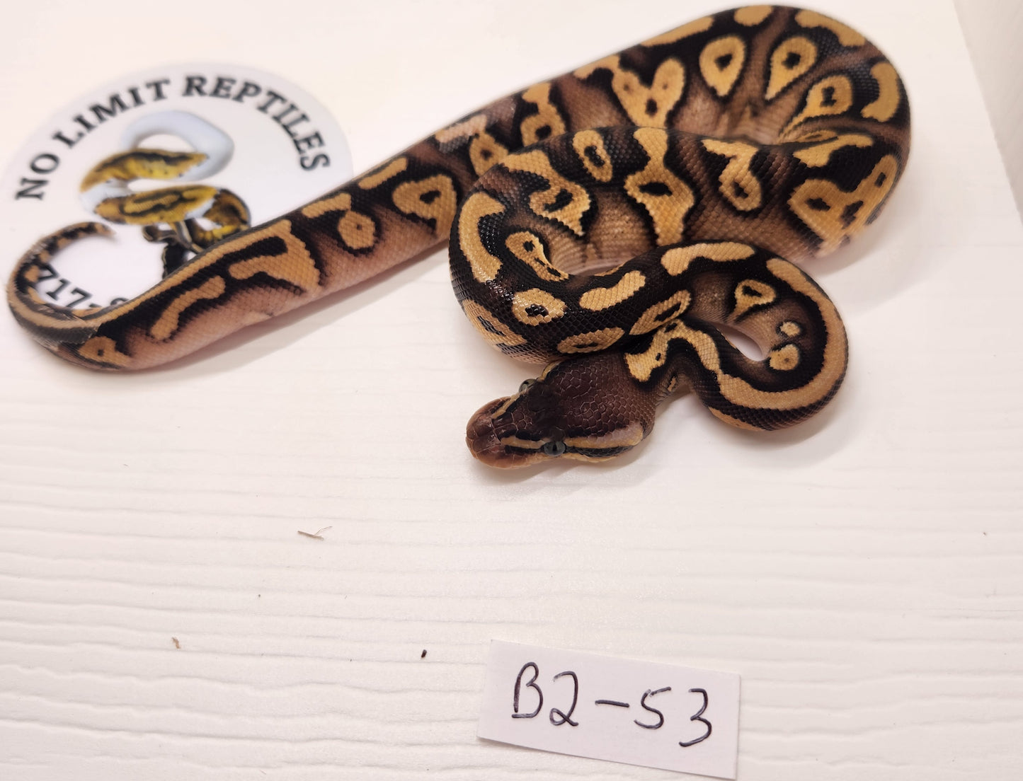 Blackhead pastel mojave or phantom male 2 available