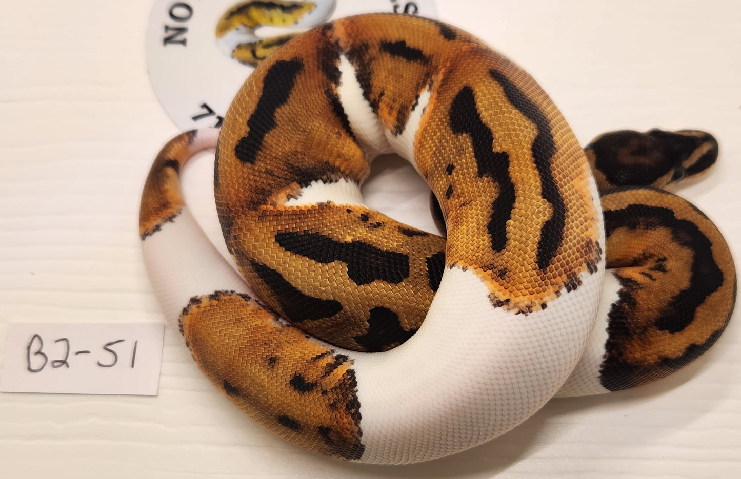 Female pied het vpi het albino b2-51