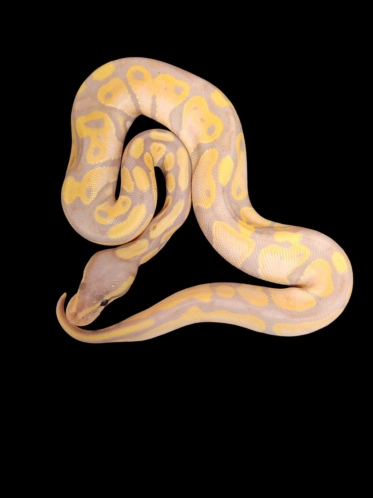 Female banana het pieds we have 5 available