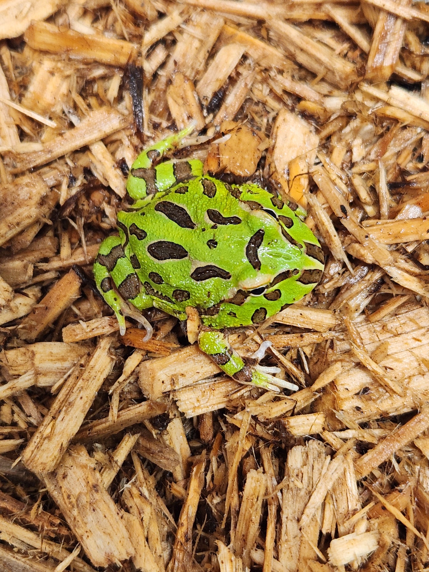 Green pacman frogs