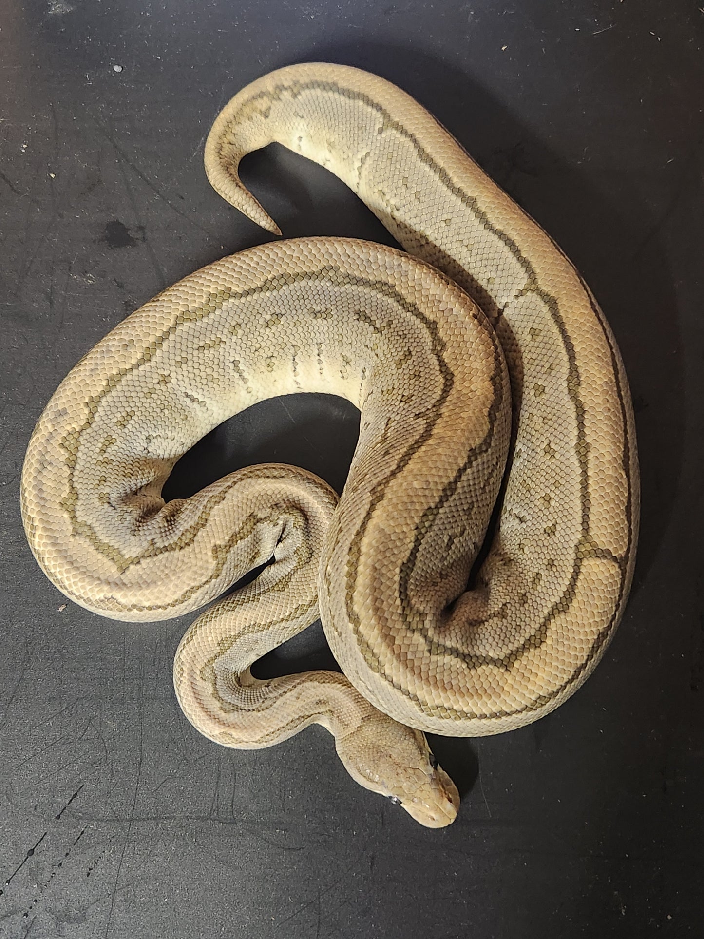 Female ghost pinstripe 1100 grams