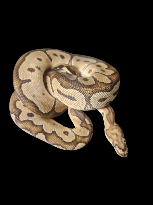 Female clown 260 grams