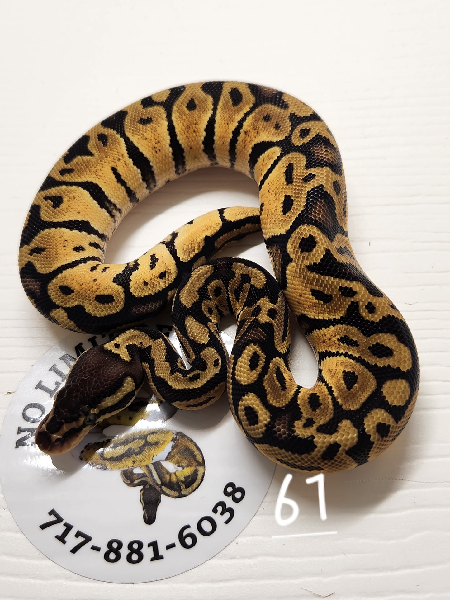 Female Pastel specter het pied #61