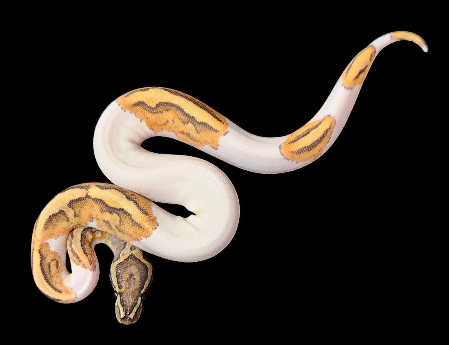 Female ghost pied