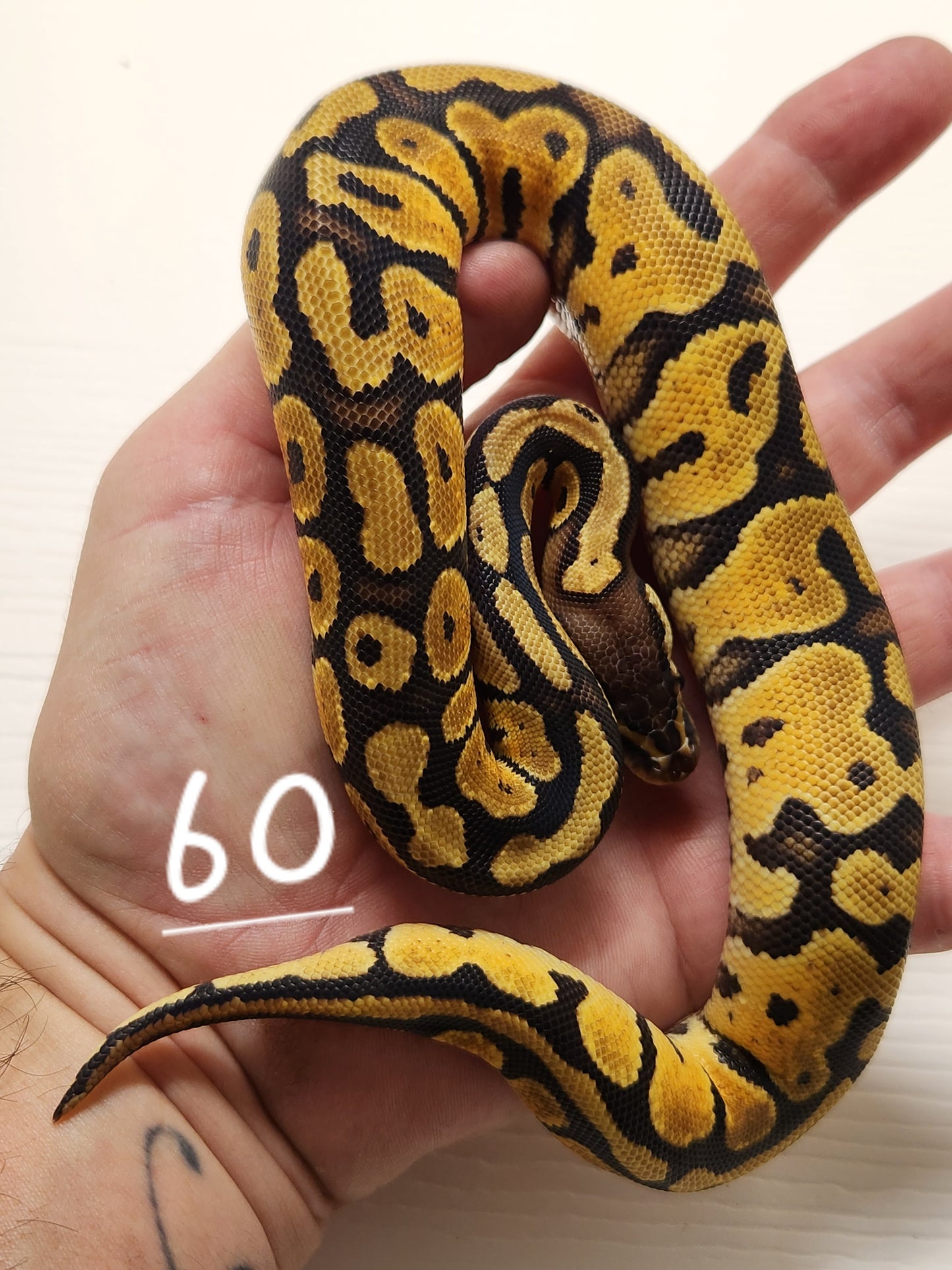 Female pastel specter het pied #60