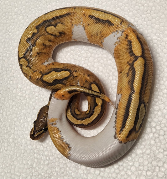 Female ghost pied