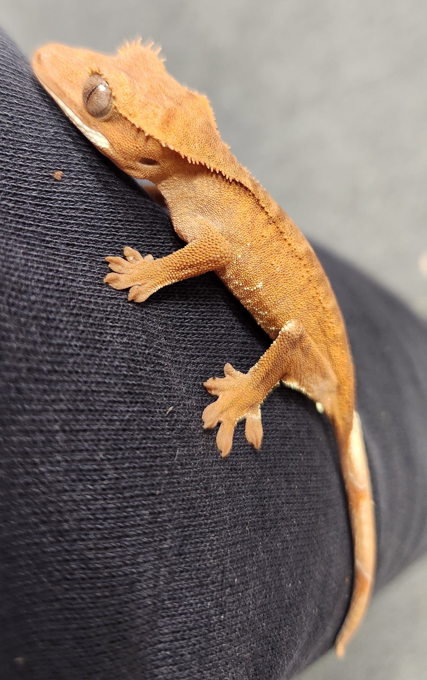 Baby red phantom crested geckos