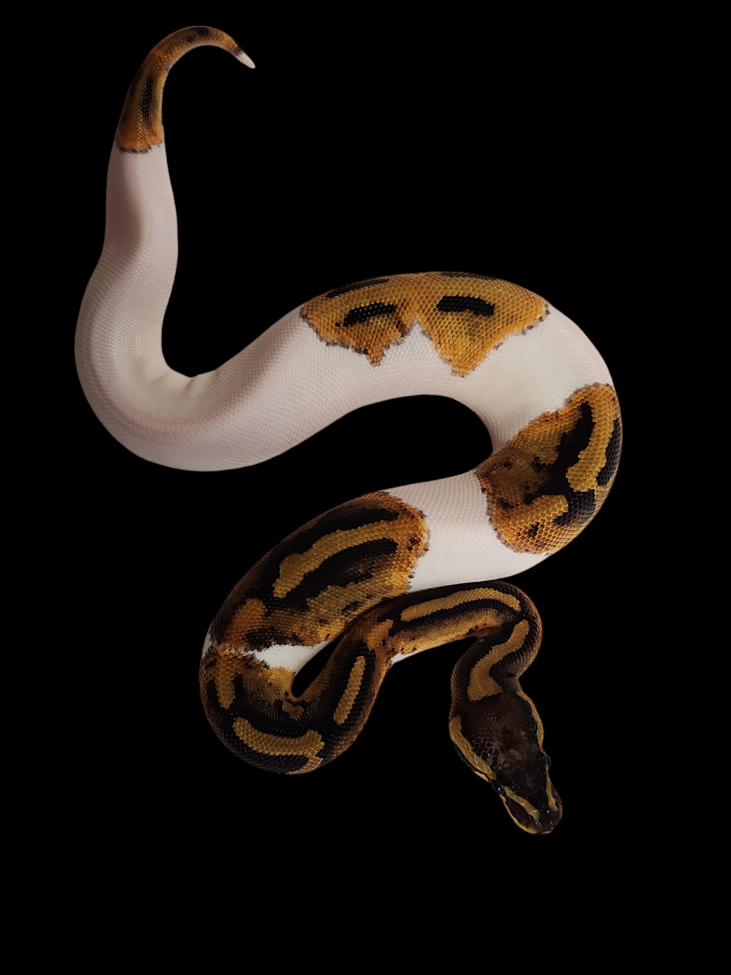 Female od pied