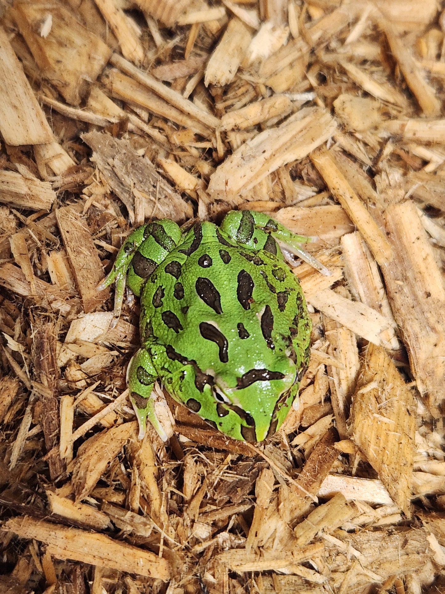 Green pacman frogs