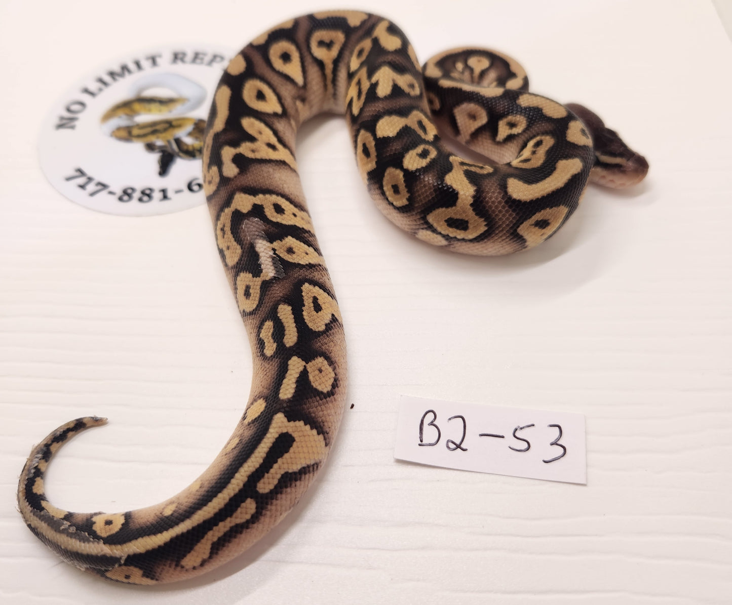 Blackhead pastel mojave or phantom male 2 available