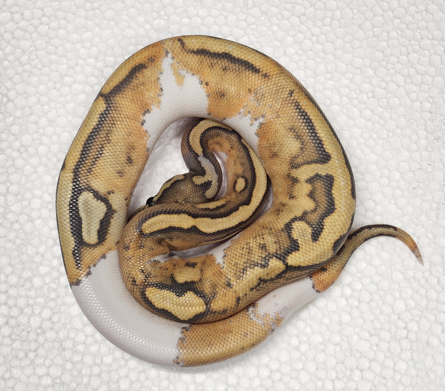 Female ghost pied