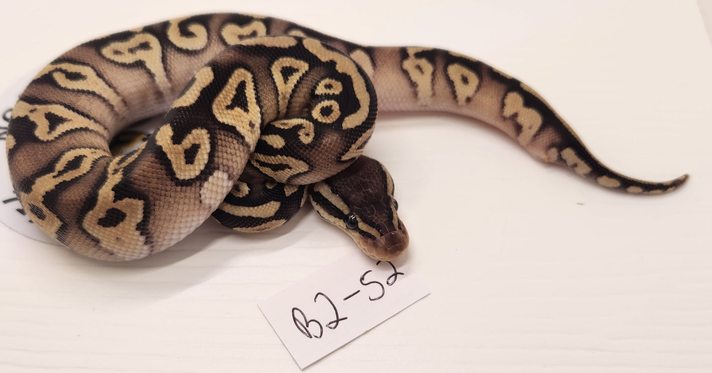 Blackhead pastel mojave or phantom male 2 available