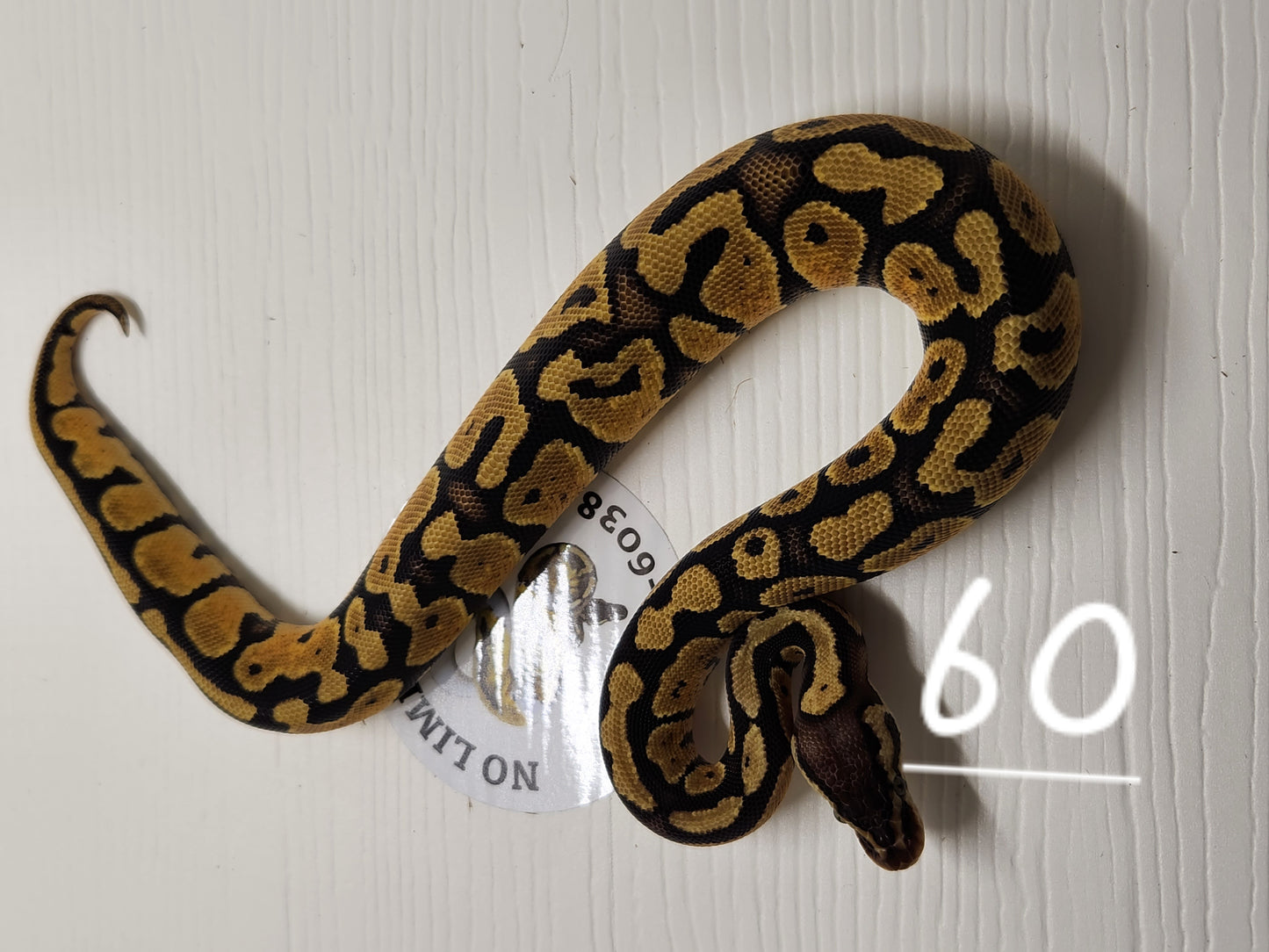 Female pastel specter het pied #60