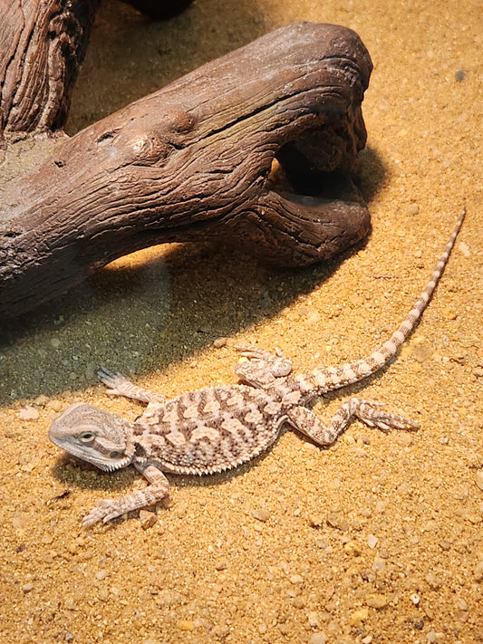 Bearded dragons!!!