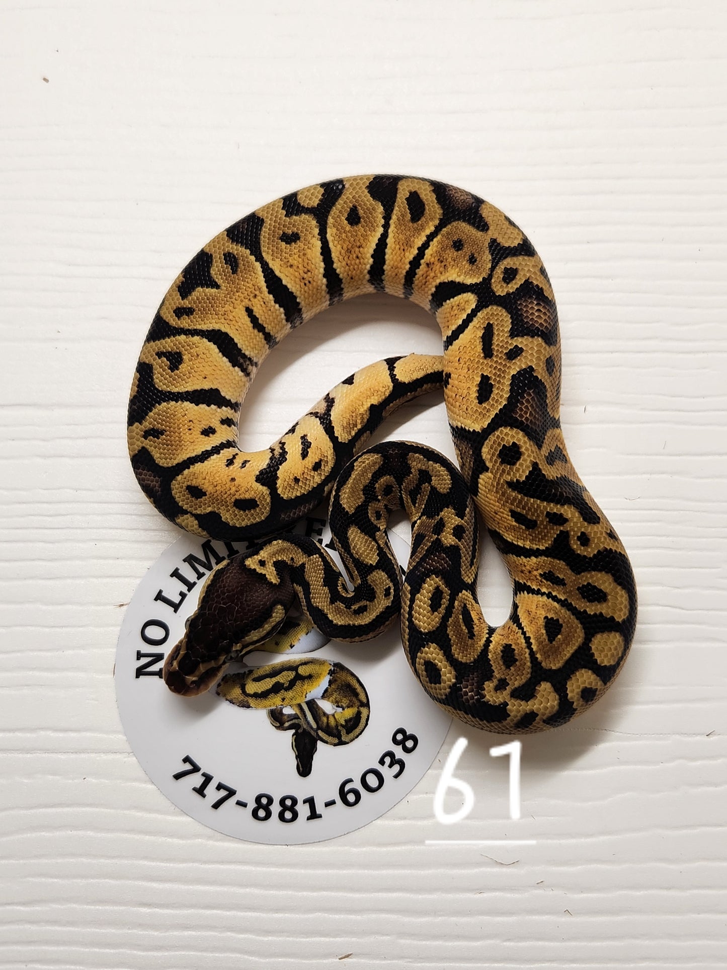 Female Pastel specter het pied #61