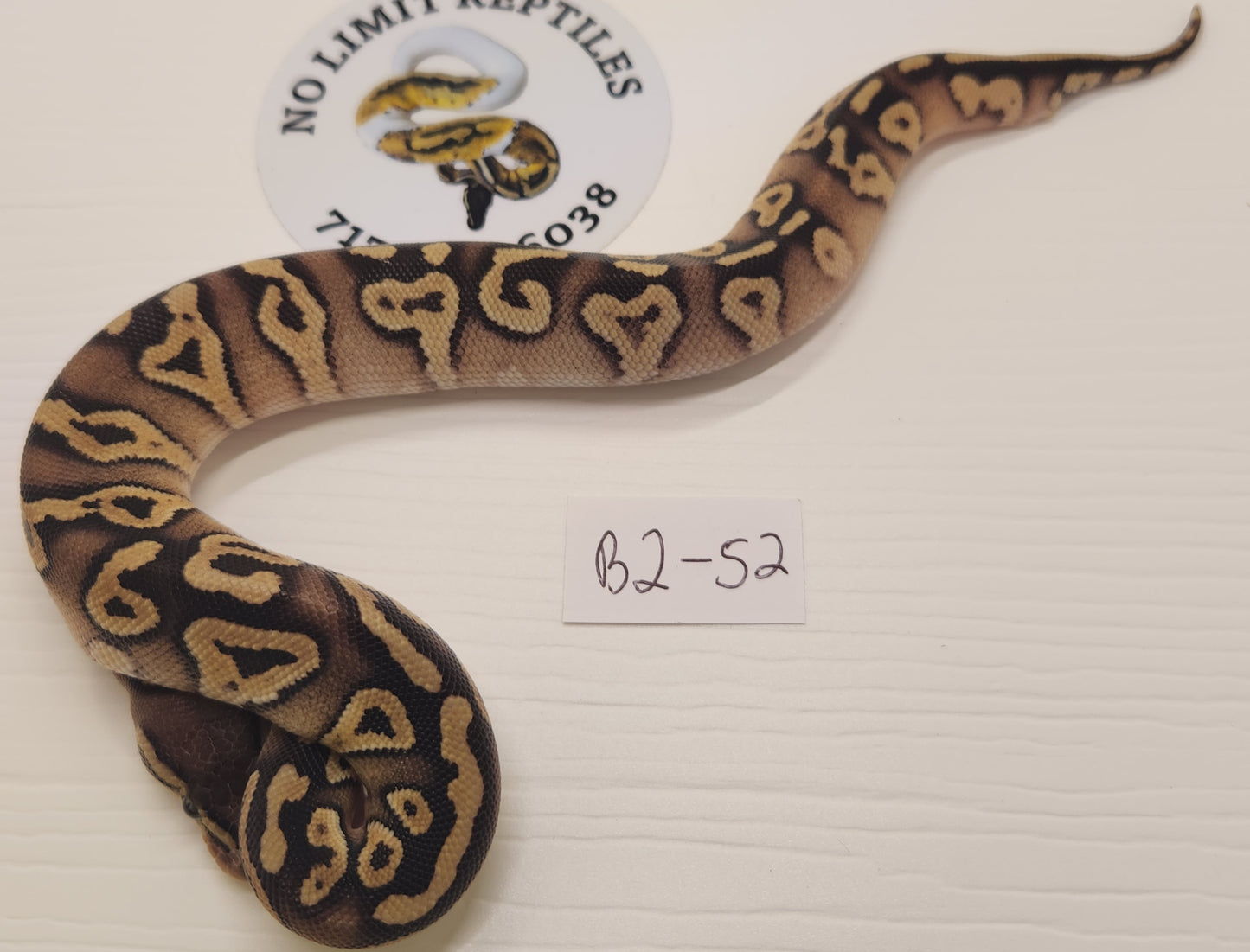 Blackhead pastel mojave or phantom male 2 available