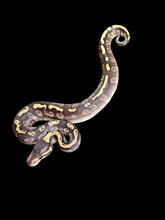 Female ghi mojave