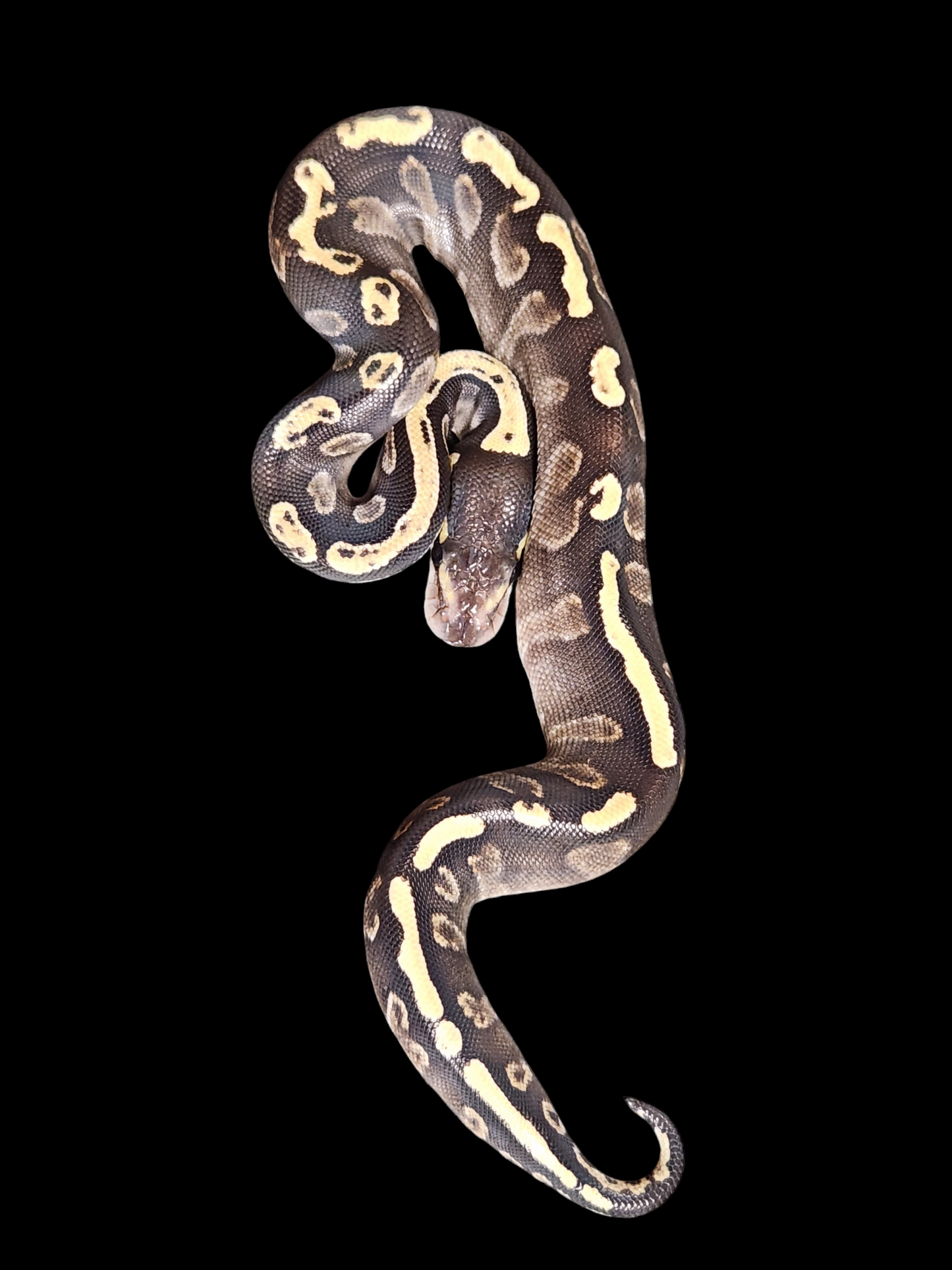 Female ghi mojave