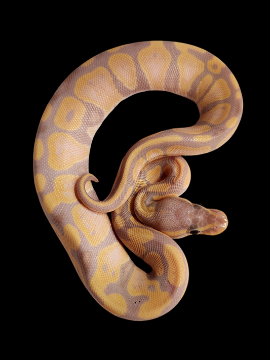 Female banana het pieds we have 5 available